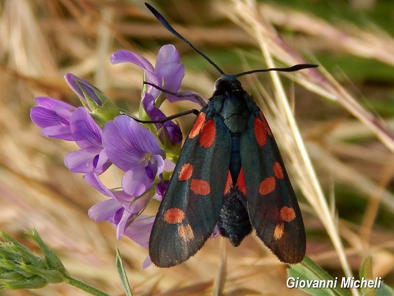 Zygaena filipendulae ed ephialtes